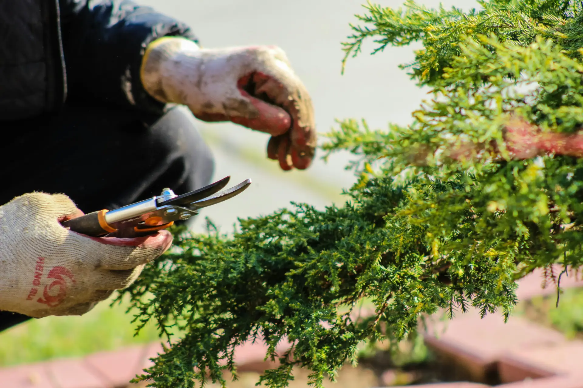 Giardinaggio e manutenzione aree verdi